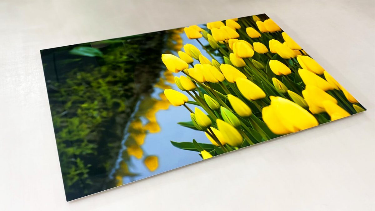 Photo showcasing fine art metal print of yellow tulips, printed by SuperGraphics.